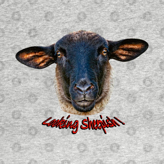 Looking Sheepish by dalyndigaital2@gmail.com